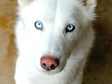 Yavru Beyaz Husky Mavi Gözleri Deniz Gibi Ya Rular