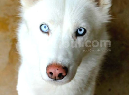 Yavru Beyaz Husky Mavi Gözleri Deniz Gibi Ya Rular görsel