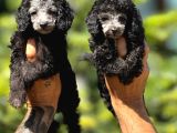 Silver Poodle Yavrular
