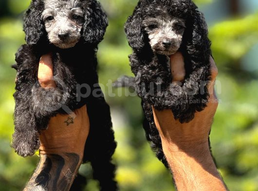 Silver Poodle Yavrular görsel