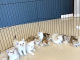 Renk Renk British Shorthair Yavrularimizi Mağazamizda Görün