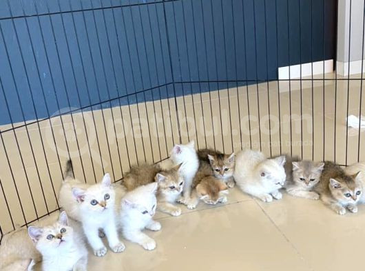 Renk Renk British Shorthair Yavrularimizi Mağazamizda Görün görsel