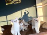 Renk Renk British Shorthair Yavrularimizi Mağazamizda Görün