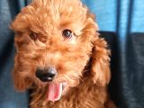 Ev Ortamından Red Toy Poodle Yavrular