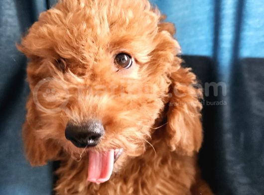 Ev Ortamından Red Toy Poodle Yavrular görsel