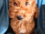 Ev Ortamından Red Toy Poodle Yavrular
