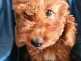 Ev Ortamından Red Toy Poodle Yavrular