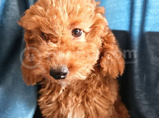 Ev Ortamından Red Toy Poodle Yavrular