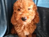 Ev Ortamından Red Toy Poodle Yavrular
