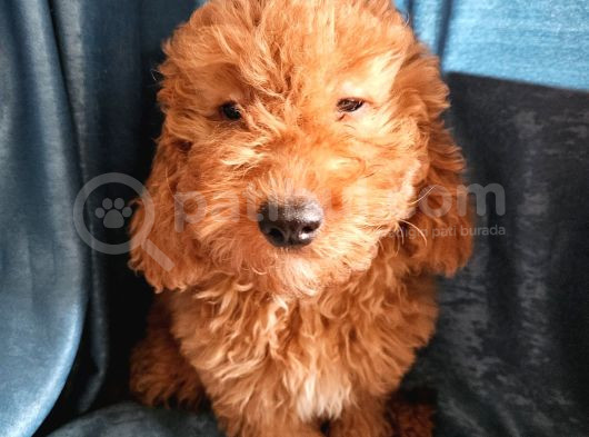 Ev Ortamından Red Toy Poodle Yavrular görsel