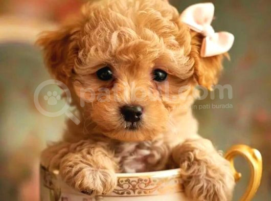 Kıpkırmızı Red Tooy Poodle Sevimli Yavrular 