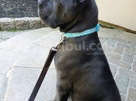Pitbull Isteyene Cane Corso Yavrular Fenasals görsel