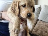 Baby Face Golden Retrever Safkan