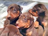 Efsane Doberman Yavrular