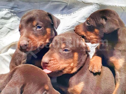 Efsane Doberman Yavrular görsel