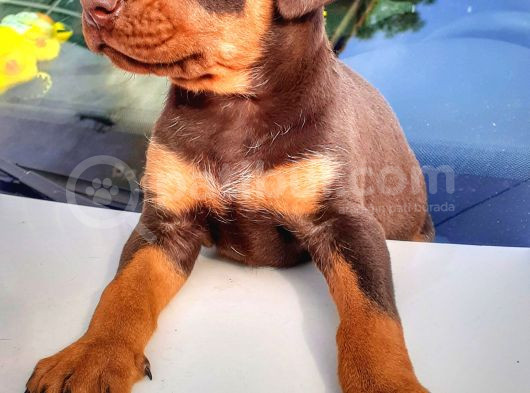Efsane Doberman Yavrular görsel
