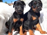 Efsane Doberman Yavrular