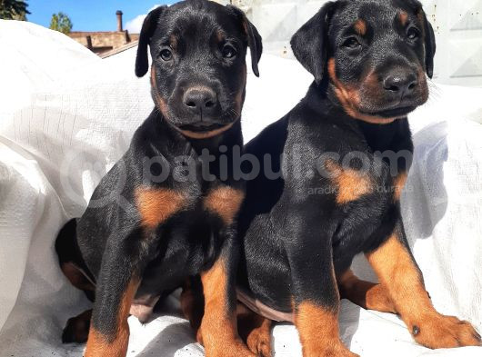 Efsane Doberman Yavrular görsel