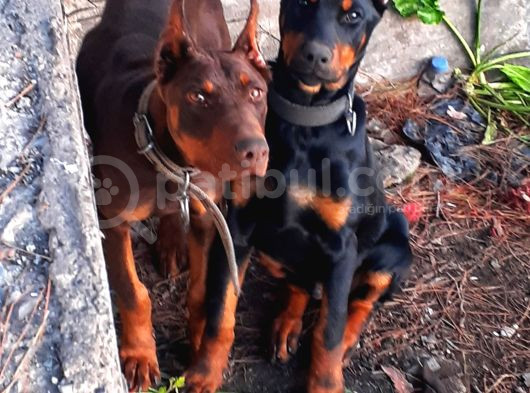 Efsane Doberman Yavrular