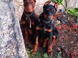 Efsane Doberman Yavrular
