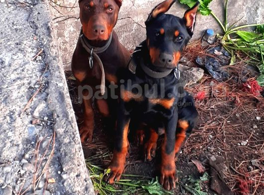 Efsane Doberman Yavrular görsel