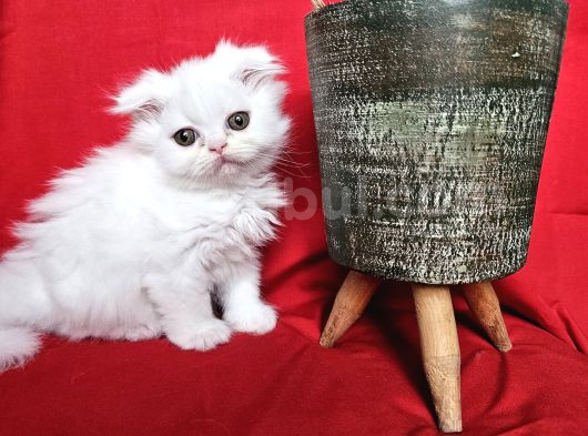 Scottish Fold Yavrularımız Yeni Sahiplerini Bekliyor