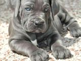 PitBull isteyene Cane Corso Yavrular Fenasals