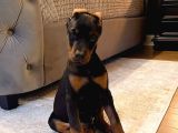 Estetikli Kızıl Ve Siyah Doberman Yavrular Efsaneler