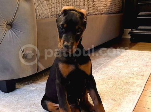 Estetikli Kızıl Ve Siyah Doberman Yavrular Efsaneler görsel
