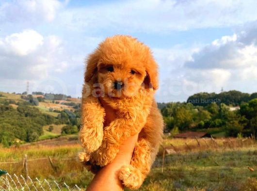 Mini Boy Puppy Kıpkırmızı Red Tooy Poodle 