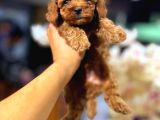Mini Boy Puppy Kıpkırmızı Red Tooy Poodle 
