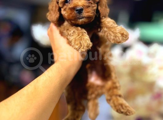 Mini Boy Puppy Kıpkırmızı Red Tooy Poodle  görsel