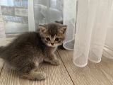 Safkan 80 Günlük Bri̇ti̇sh Shorthai̇r Çok Tatli Sağlikli