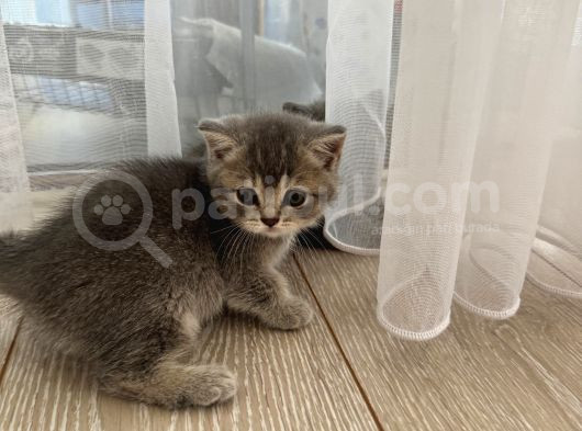 Safkan 80 Günlük Bri̇ti̇sh Shorthai̇r Çok Tatli Sağlikli görsel