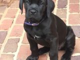 Pitbull Isteyene Cane Corso Yavrular Fenasals