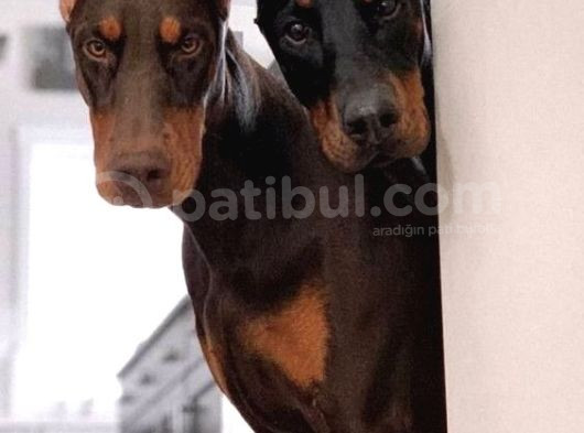 Estetikli Kızıl Ve Siyah Doberman Yavrular Efsaneler görsel