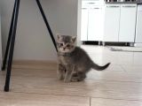 SAFKAN 80 GÜNLÜK BRİTİSH SHORTHAİR ÇOK TATLI SAĞLIKLI