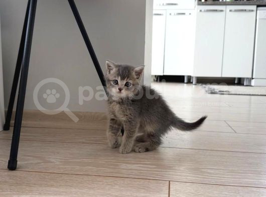 Safkan 80 Günlük Bri̇ti̇sh Shorthai̇r Çok Tatli Sağlikli