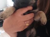 Yavru Orijinal Chihuahua 5000