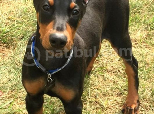 Biblo Gibi Estetikli Dobermanlar  Kizil Ve Siyah görsel