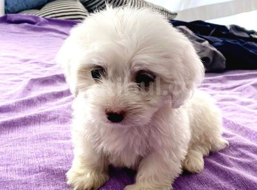 Maltesse Terrier Cinsi Mini Boy Puppy Kar Beyaz 