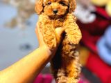 Red Braw Kıpkırmızı Ev Üretimi Tooy Poodle 