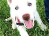 Dost olacağınız beyaz husky Sibirya kurdu yavrular