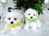 Maltesse Terrier Cinsi Mini Boy Puppy Kar Beyaz 