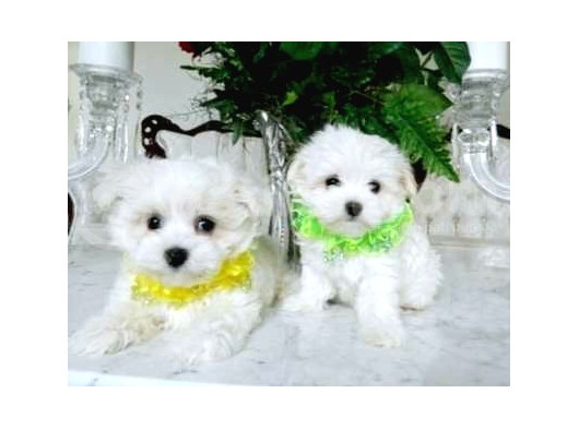 Maltesse Terrier Cinsi Mini Boy Puppy Kar Beyaz  görsel