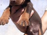 Kızıl Doberman Show Kalite Hasodur Ağalar