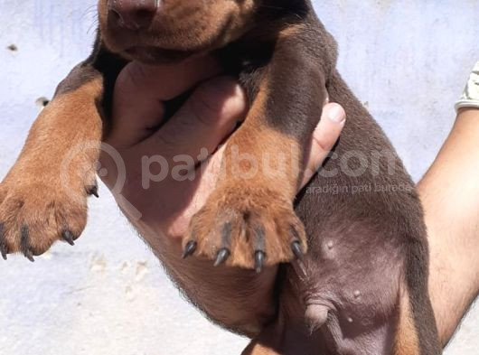 Kızıl Doberman Show Kalite Hasodur Ağalar görsel