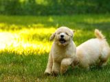 Dev Poodle Yavrularımız Teslime Hazırd