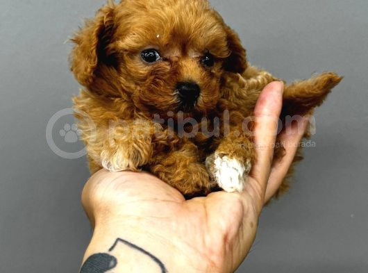 Teacup Maltipo Yavrularım görsel