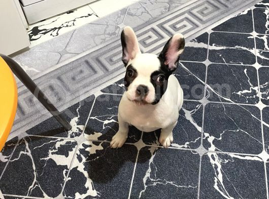 3 Aylık Fransız Buldog